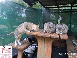 The Biscuit Brothers