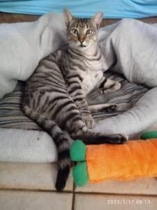 Ollie_20230117_081322