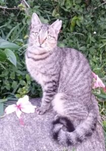 Feline Family - Tiger