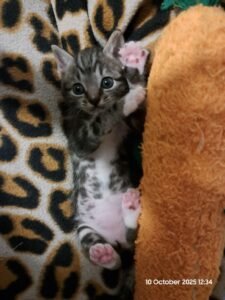 Feline Family - Mia